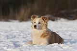 BORDER COLLIE 1195